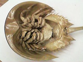 bottom view of horseshoe crab